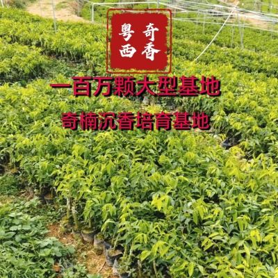 奇楠沉香百万大型基地发嫁接50棵香霸香脉香尖糖结黑奇红骨凹产植