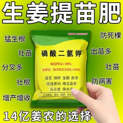 生姜追苗剂提苗生根预防姜瘟死棵病害根腐生根壮苗发芽提高产量