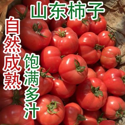 山东普罗旺斯生吃西红柿新鲜当季沙瓤大番茄自然熟整箱粉柿子生吃