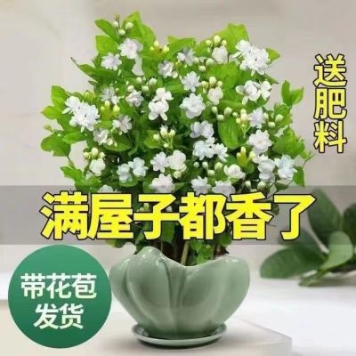 特价茉莉花盆栽带花苞浓香型驱蚊虫好养花卉植物室内阳台四季开花