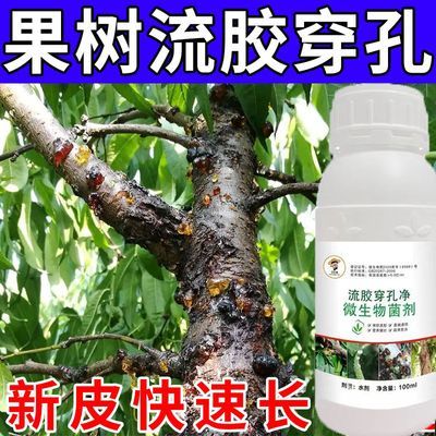 流胶穿孔净流胶病专用桃树一喷净药柑橘果溃疡病腐烂病辣椒疫病清