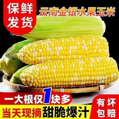 双色水果玉米云南产品可生吃香甜干脆爆浆带皮整箱新鲜甜脆