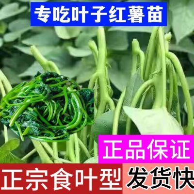 带根发货专吃叶子红薯苗地瓜苗红薯叶种福薯18号番薯叶子新鲜食