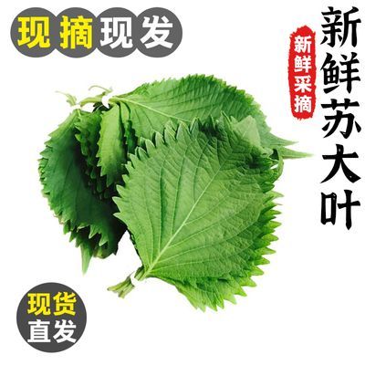 新鲜紫苏叶 苏大叶寿司叶海鲜去腥调味包烤肉菜鲜苏子叶 叶子绿色