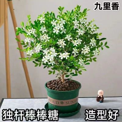 九里香盆栽花卉带花苞绿植七里香四季开花浓香驱蚊常緑植物盆景树