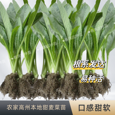 基地直发耐寒甜麦菜苗秧苗大叶速生四季甜麦苗种植盆栽阳台庭院【