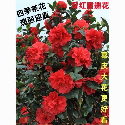 四季茶花瑰丽迎夏带花苞大红色山茶花盆栽室内阳台中国红花开不断