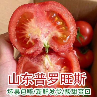 正宗山东普罗旺斯西红柿时令番茄生吃新鲜生吃水果沙瓤大番茄柿子