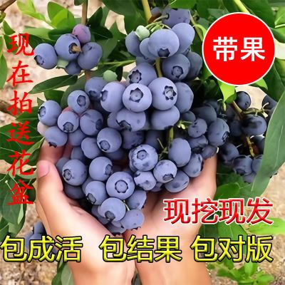 蓝莓树果苗盆栽南方北方种植带大果奥尼尔蓝莓苗优瑞卡蓝莓苗酿酒