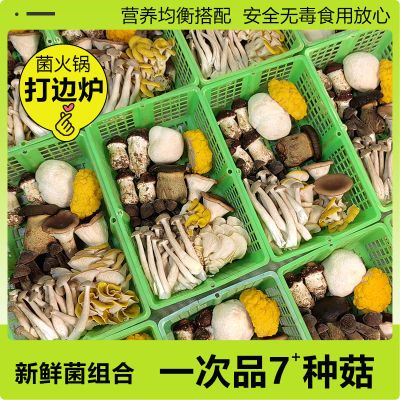 【新鲜菌菇组合】煲汤火锅打边炉新鲜菌菇食用菌云南高原蘑菇500g