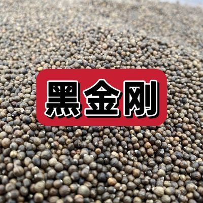 野生黑金刚籽无硫新货阳起籽泡水泡茶泡酒硬来新春专用正品