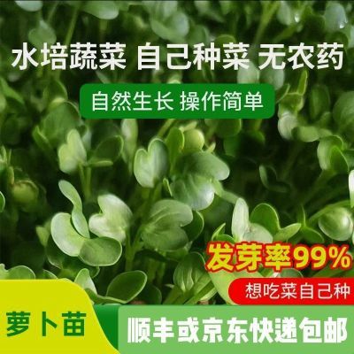 纯水培精品萝卜苗,新鲜活体芽苗菜,天然绿色蔬菜,健康养生!【