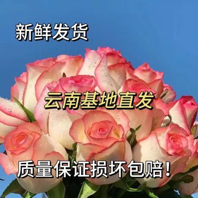 【云南】基地直发AB级新鲜艾莎玫瑰鲜花家用办公室水养插花包邮