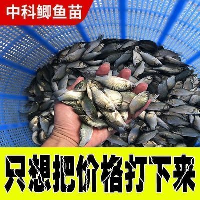 中科五号鲫鱼苗土鲫大阪鲫鱼苗淡水养殖食用草鱼苗青鱼鲤鱼花白鲢