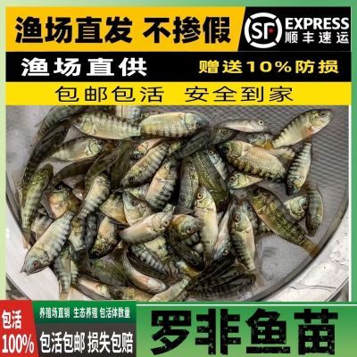 大品种脆肉罗非鱼苗单性特大种非洲鲫鱼福寿鱼淡水养殖鲜活活新鲜