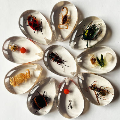 树脂密封天然昆虫饰品人造昆虫琥珀标本宝石饰品挂件研学教学教具