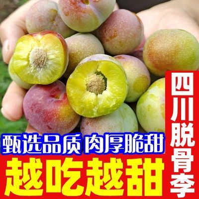 发货中【脆甜现摘】四川正宗脱骨李五月脆红李新鲜青脆茵红李脆甜