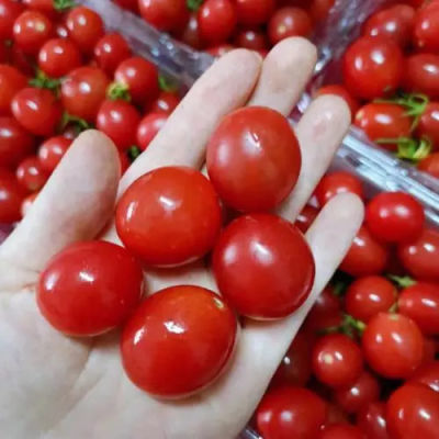 精选品质千禧圣女果小番茄,新鲜采摘,山东产地直发