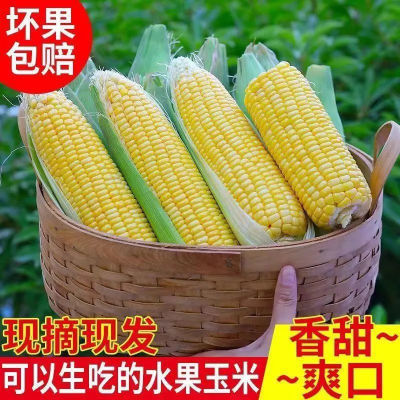 云南水果玉米新鲜玉米甜玉米棒子包谷新鲜蔬菜当季