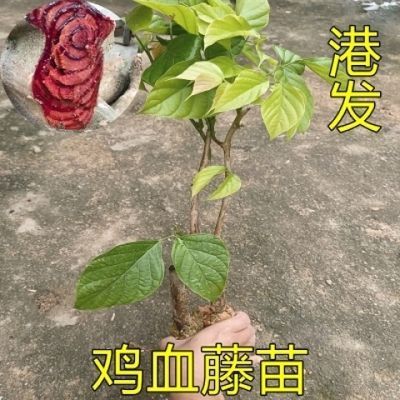 鸡血藤苗密花豆五层风紫梗藤马鹿花营养袋种植苗带土广西发货