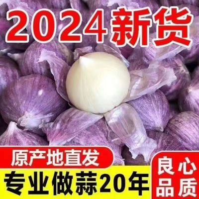 【颗颗饱满】2024紫皮独头蒜现挖新鲜湿蒜独蒜子批发价独蒜大个