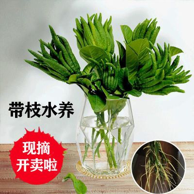 佛手柑水培闻香柑果金华佛手柑带枝水果绿植摆件室内植物鲜果招财