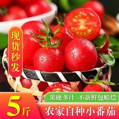 【疯抢中】纯天然新鲜圣女果小番茄正宗应季蔬菜新鲜时令水果