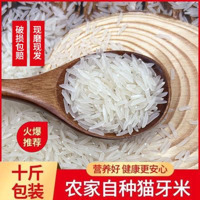 优质长粒猫牙香米2023年新米山泉水米新鲜当季香米农家米优选