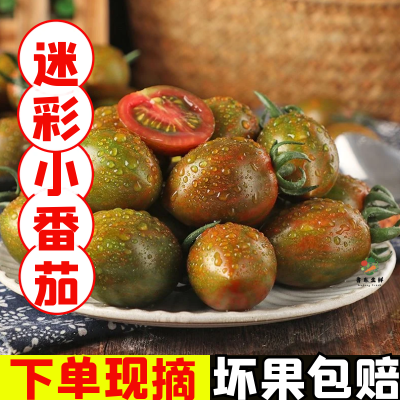 【新鲜速递】寿光迷彩小番茄棕色紫弹头圣女果现摘水果千禧小柿子