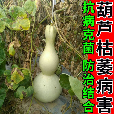 葫芦病害专用葫芦专用菌肥锈病炭疽病灰霉病裂果叶斑病黄化病专用