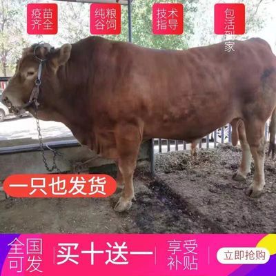 改良黄牛大黄牛小黄牛三个月小牛犊大骨架牛犊母牛养殖技术优质