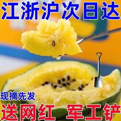 520抢购价 特小凤黄瓤西瓜水果新鲜手撕黄心黄肉西瓜.麒麟瓜水果