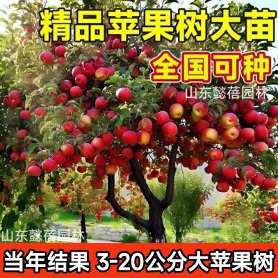 正宗特大苹果树苗南方北方种植嫁接红富士冰糖心大果盆栽地栽庭院