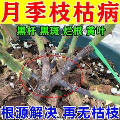 月季枯枝病专用药黄叶黑杆卷叶叶子发黄黑斑病月季花病虫害常用药