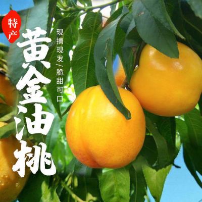 现货油桃三斤五斤装正宗蒙阴黄金油桃水蜜桃黄桃当季时令新鲜水果