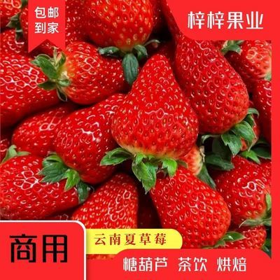 云南夏季草莓新鲜商用烘培草莓酱奶茶榨汁10斤批发整箱蛋糕