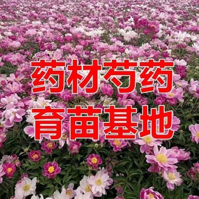 白芍苗芍药赤芍苗基地基地现挖现发赤芍苗芽头新鲜超长基地直发【