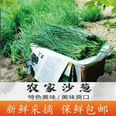 【新店开业】新鲜沙葱现摘现发沙葱小嫩葱沙漠特产凉拌菜新鲜采摘