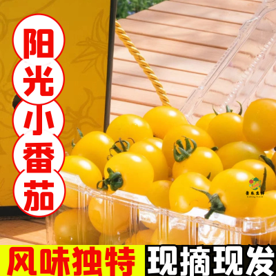 【冷链发货】寿光夏日阳光小番茄现摘黄色樱桃圣女果当季即食水果