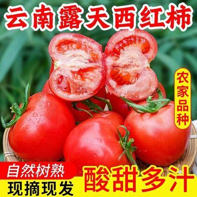 【云南现摘西红柿】新鲜番茄自然成熟生吃当季煲汤炒菜包邮