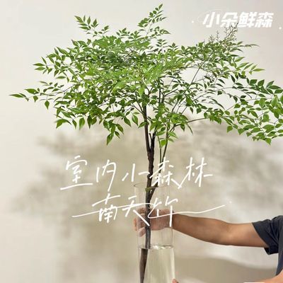 南天竹 鲜切北欧ins风吊钟马醉木平替富贵竹好养客厅室内水培