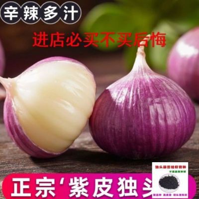 圆头蒜云南特大圆头蒜特大四季可种圆头蒜紫皮圆头蒜种耔