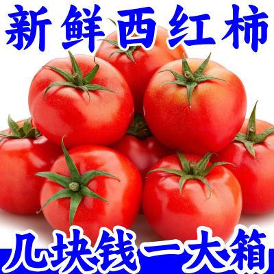 云南番茄非普罗旺斯西红柿自然成熟新鲜沙瓤生吃应季水果柿子整箱