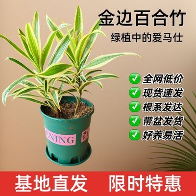 百合竹客厅新款真绿植盆栽造型室内外阳台玄关四季常绿植物除甲醛