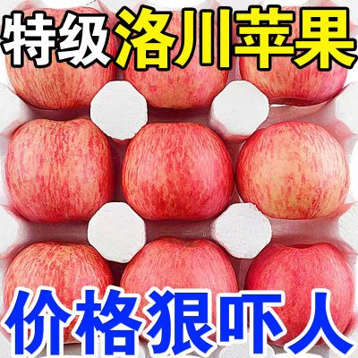 24年洛川新苹果纯天然新鲜水果一整箱应季脆甜10斤整箱夏季冰
