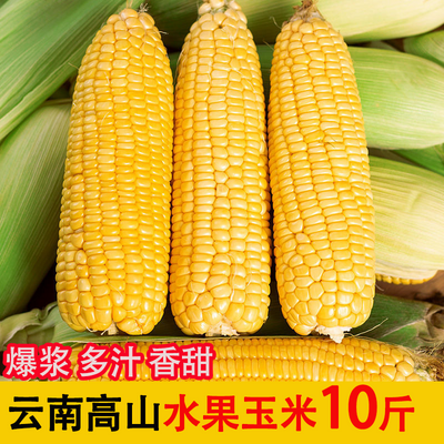 云南水果玉米新鲜玉米9/5/3斤甜玉米棒子包谷新鲜蔬菜减脂玉米棒