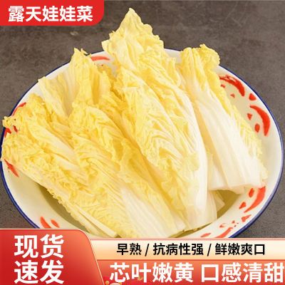 黄心娃娃菜吇高山娃娃菜新鲜四季嫩脆甜火锅菜黄心白菜农家蔬菜菜