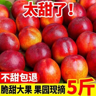 山西黄心油桃4.5-5斤带箱现摘现发