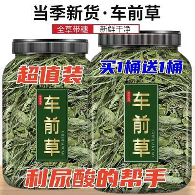 野生车前草泡茶干货新鲜纯天然整株车前草茶尿酸高特级金钱花茶