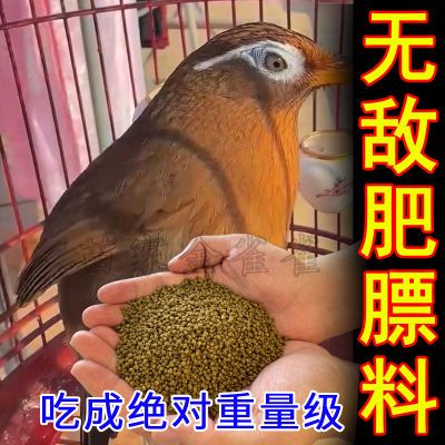 画眉肥膘专用食【提性壮膘】快速壮膘提性鸟食能斗能唱营养饲料